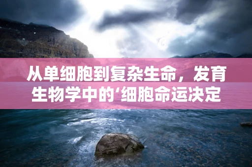 从单细胞到复杂生命，发育生物学中的‘细胞命运决定’之谜