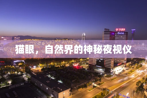 猫眼，自然界的神秘夜视仪