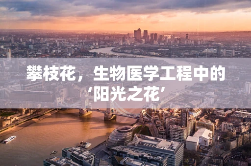 攀枝花，生物医学工程中的‘阳光之花’