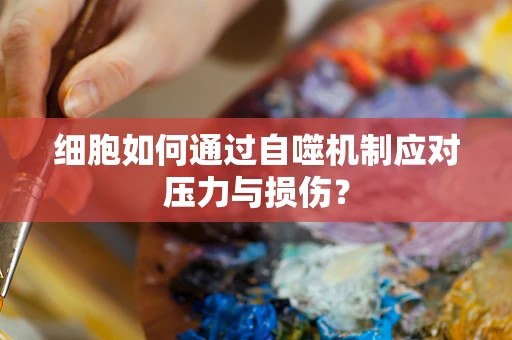 细胞如何通过自噬机制应对压力与损伤？