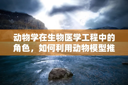 动物学在生物医学工程中的角色，如何利用动物模型推动医疗创新？