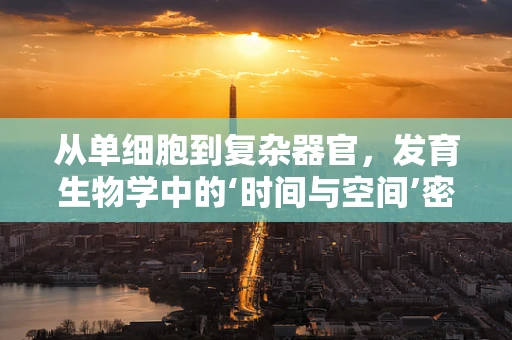从单细胞到复杂器官，发育生物学中的‘时间与空间’密码