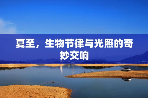 夏至，生物节律与光照的奇妙交响