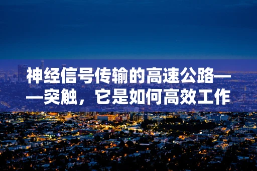 神经信号传输的高速公路——突触，它是如何高效工作的？