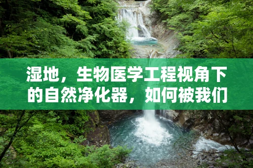 湿地，生物医学工程视角下的自然净化器，如何被我们‘医’用？