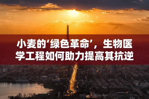 小麦的‘绿色革命’，生物医学工程如何助力提高其抗逆性？